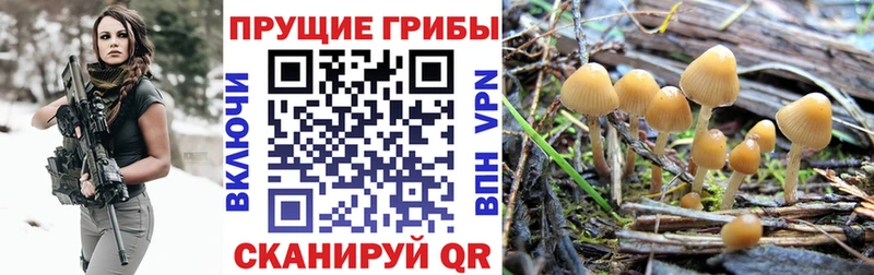 Галлюциногенные грибы Psilocybe  купить закладку  Димитровград 